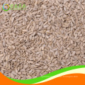 Bakery grade sunflower seeds kernel